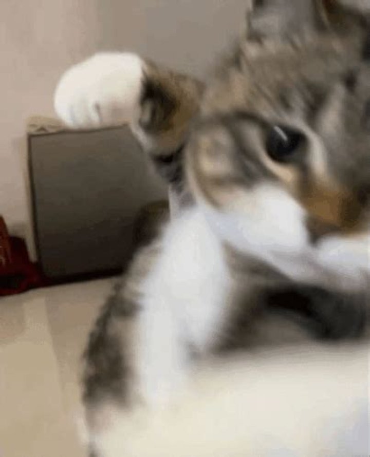 jenna_fischer01 &lsaquo; Punching Kitty