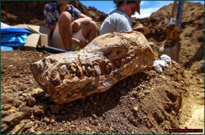 Rare Discoveries And In-Depth Insights