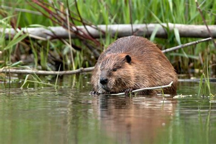 Where do Beavers live? Interesting facts about Beaver habitat & size